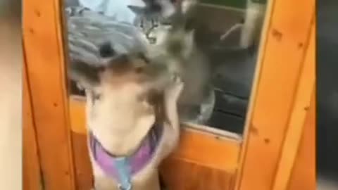 Try not to laugh funny animals #shorts