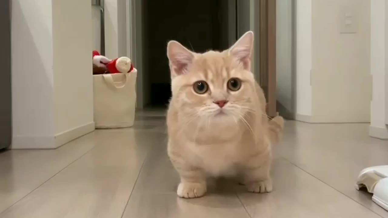 Cute cat