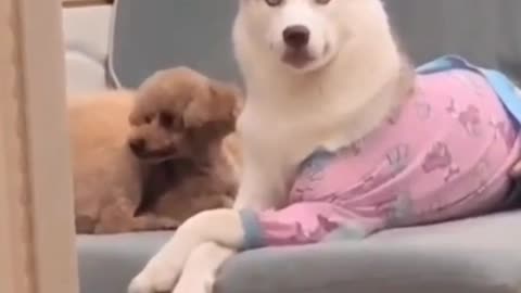 Cute animals funny videos