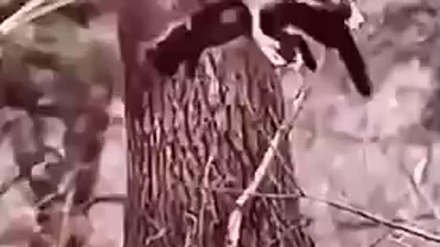 Wild animals