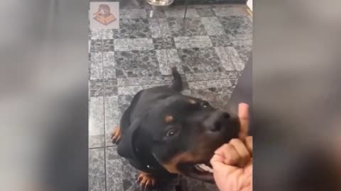 World's funniest cats n dogs