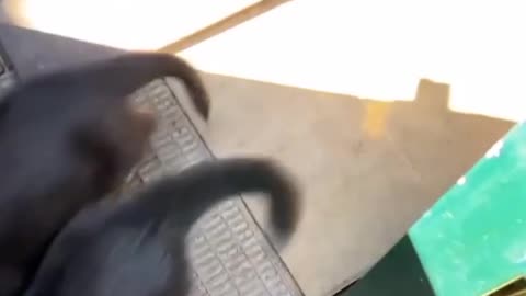The best funny shots for pets ❤️