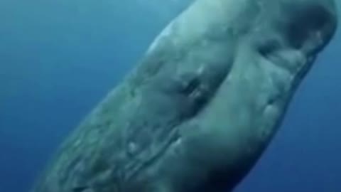 Sperm Whale Dancing in Mauritius