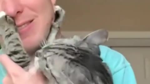 Funny and Cute Cats Videos #176