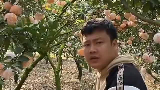 Farm Fresh Ninja Fruit Cutting Desi Satisfying Fruit Ninja Fruit Ideas | Amazing Fruits Video