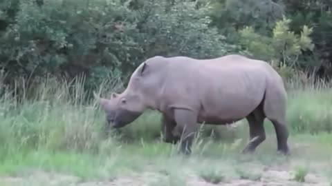 Power of Crazy Hippo - wide mouth Hippo bites everything it sees-20