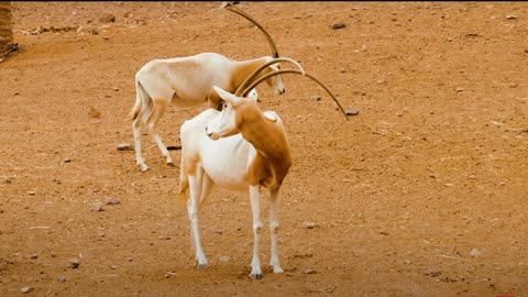 ANIMALS NAMES and SOUNDS 8K ULTRA HD