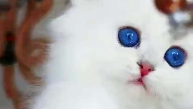 Cute baby cat playing