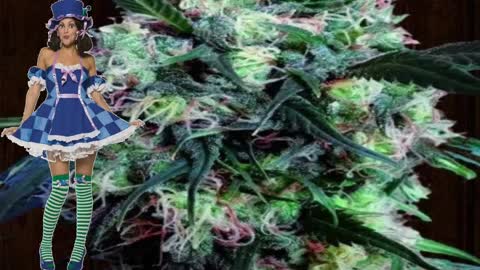 Kali China – Ace Seeds