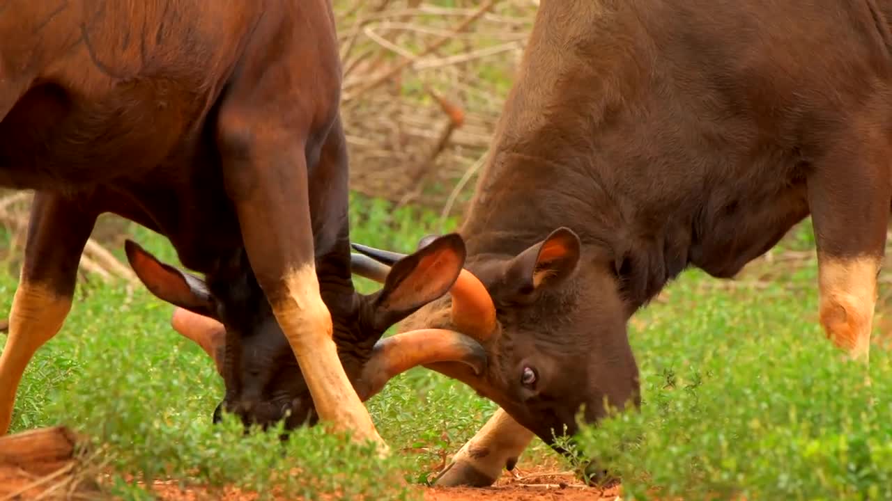 4K VIDEO (ULTRAHD) INDIAN WILDLIFE WITH BREATHTAKING VISUALS - 2of8