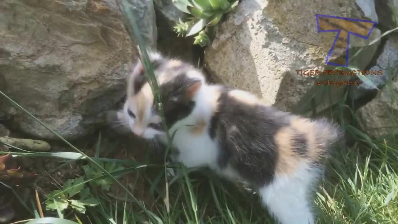 WATCH Super FUNNY VIDEOS compilation