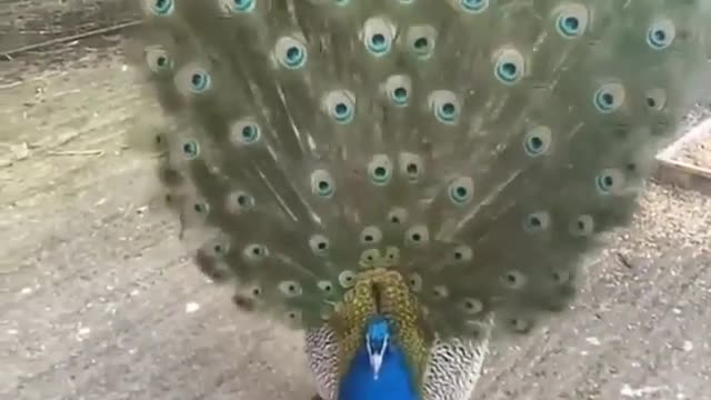 A male peacock 🦚 displaying his beautiful feathers to a female behind him.