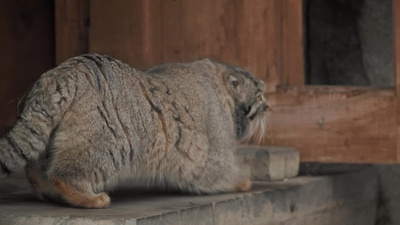 Timofey the Pallas's cat hunting 468 ألف مشاهدة · قبل 7 أشهرMOSCOW ZOO...المزيد