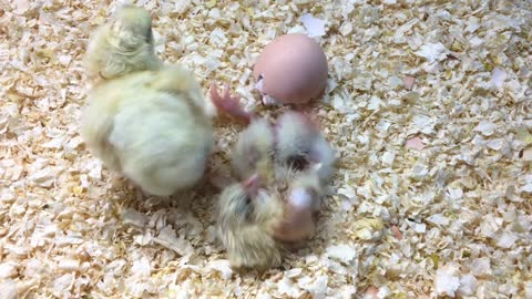 Baby chicks that were recently hatched