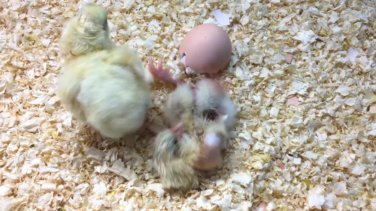 Baby chicks that were recently hatched