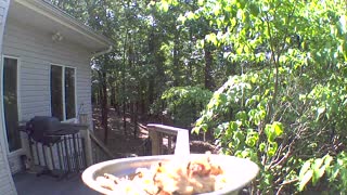 Bluejay going in for a landing