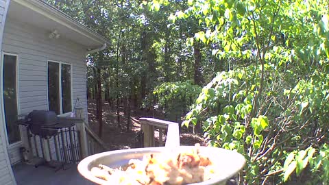 Bluejay going in for a landing