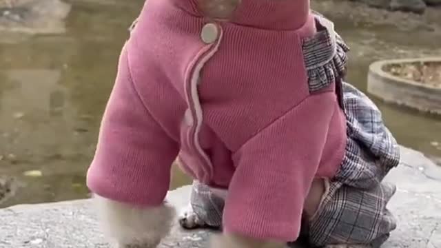 Cute cat and dog funny video