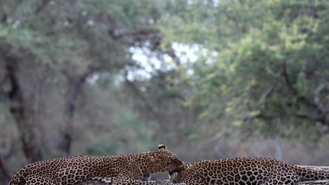 Two Leopards Getting Passionate