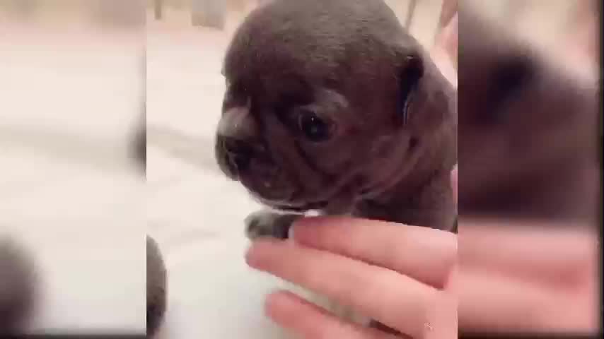 Cute puppies (genius baby dogs 🐶)