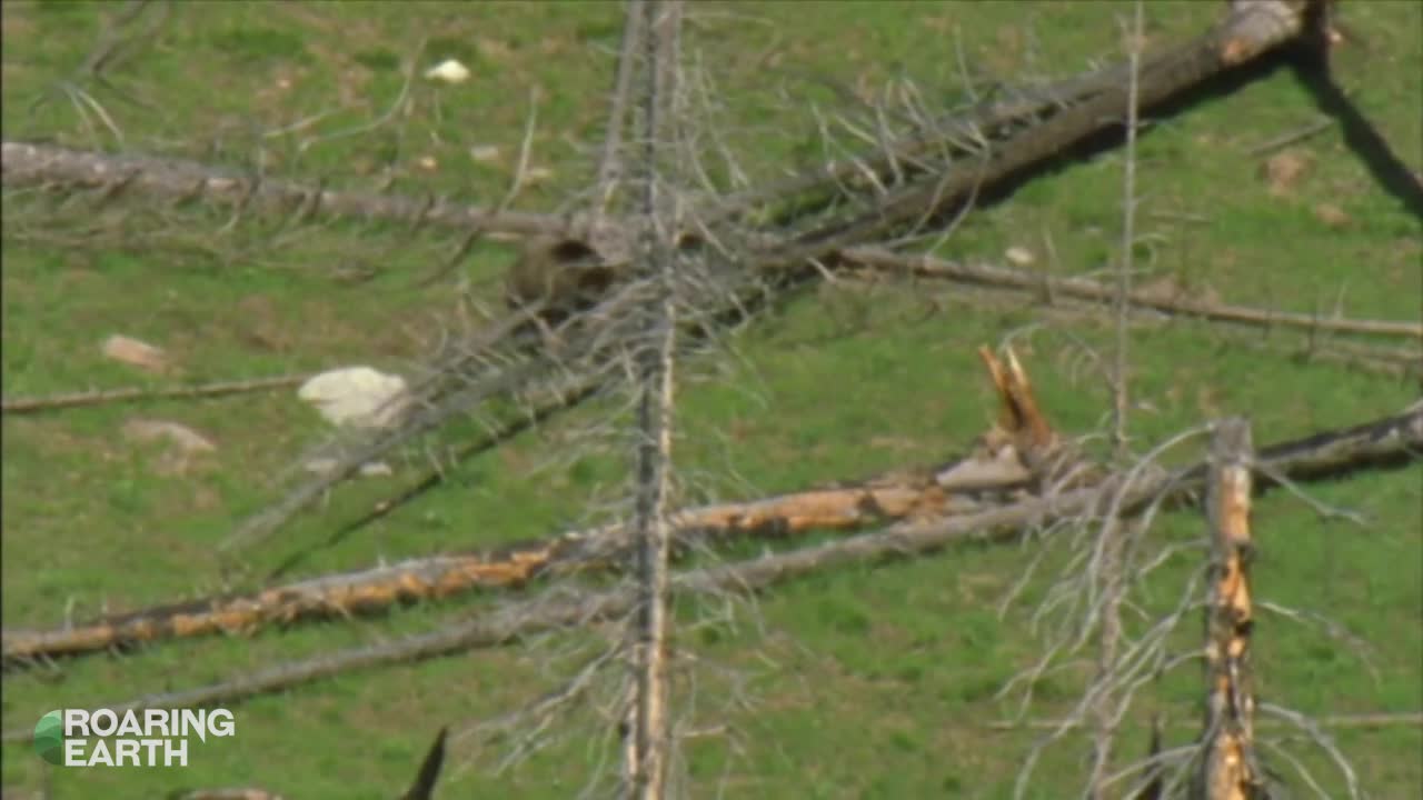 Grizzly Mother Bear Chases Down Elk