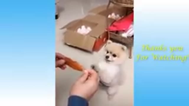 Cute, funny and very cute animals