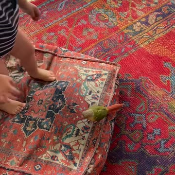 My One-Year-Old Grandson Got the Bird Wrangling Gene