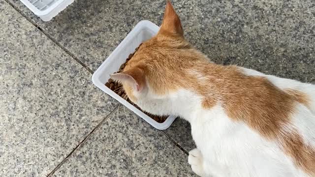 나 불러놓고 밥먹는거 구경하라는 고양이