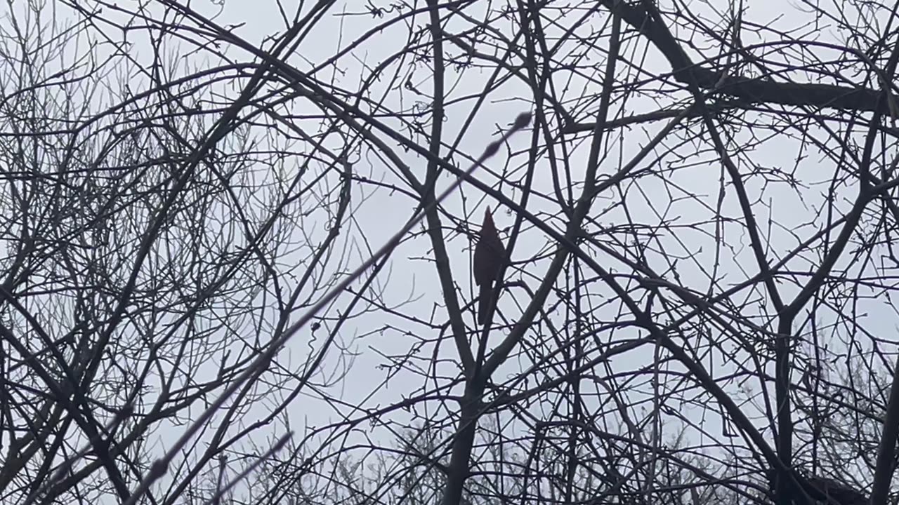 Male Cardinal singing his heart out in the rain