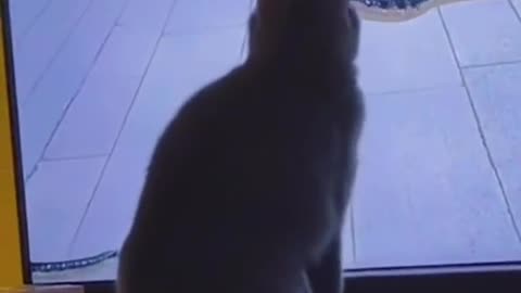 Funny movements by cats