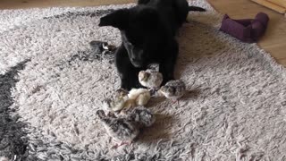 German Shepherd puppy meets turkey chicks