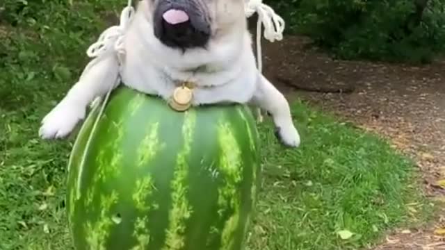 Cute Dog having a swing