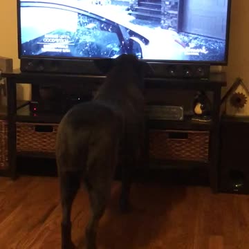 Rescue Dog Enjoys Christmas in July