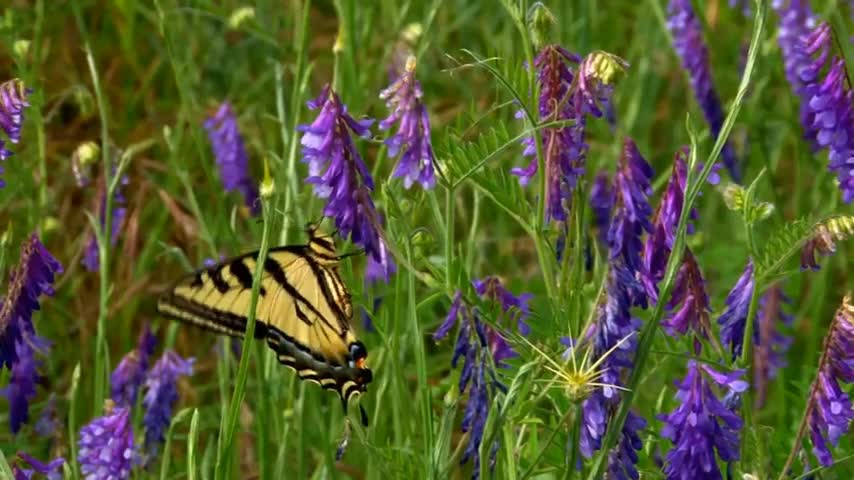The beautiful sea of flowers brings you good mood