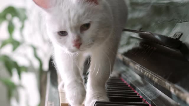 cute cat on the piano