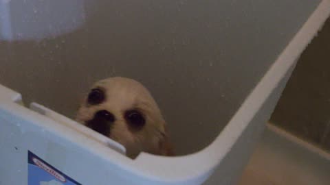 binbath3dog