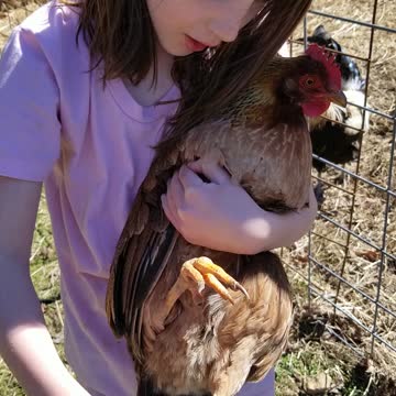 Rescuing a Chicken