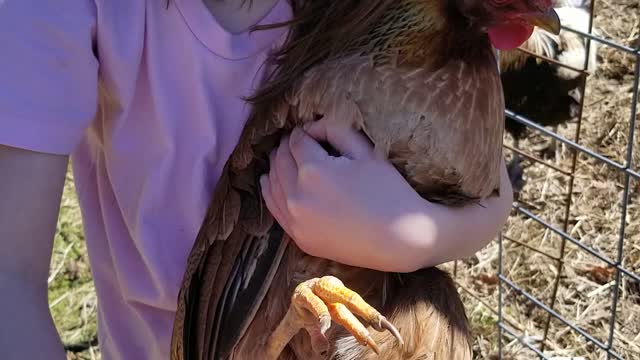 Rescuing a Chicken