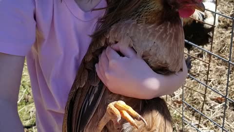 Rescuing a Chicken