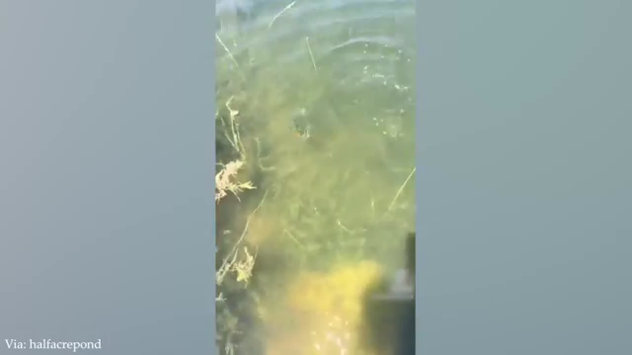 Funny animal videos