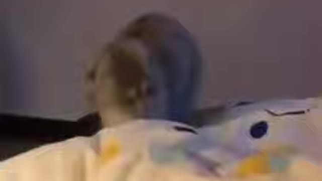 cute animals #shorts #short #cutes __animals(16)