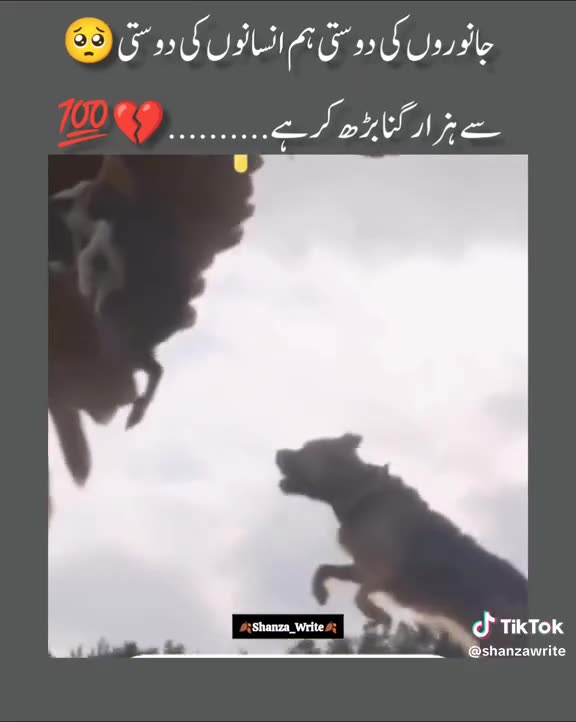 Animal Friendship Is Stronger Than Human Friendship|رفاقت حیوانات مستحکم تر از رفاقت انسانها است