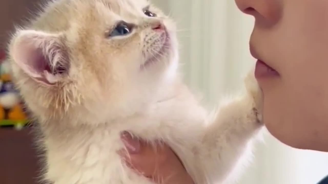 Cats with a sense of boundaries