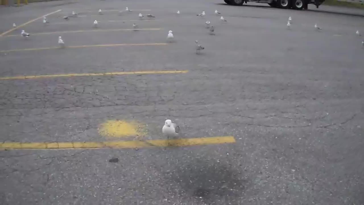 seagulls