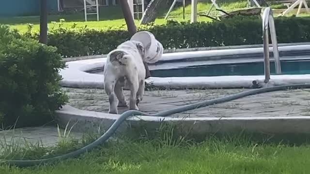 Bulldog Blindsided by Bucket