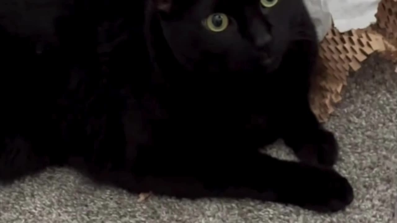 Cute Precious Piper Protects Her Packing Material - Adopting a Cat from a Shelter Vlog #shorts