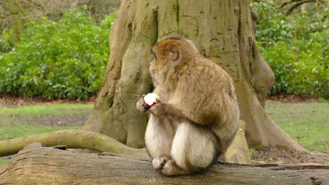 Cute Monkey Playing in the Jungle