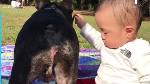 dogs and babies playtime..so cute and adorable