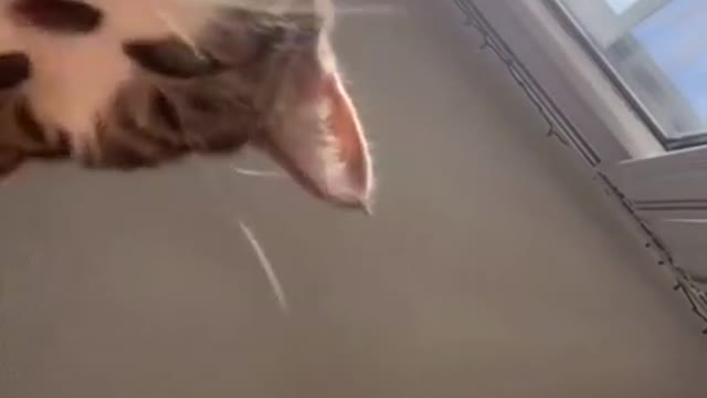 Must Watch! Funny cats caught dancing