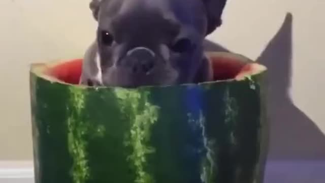 The dog eats the watermelon from the inside